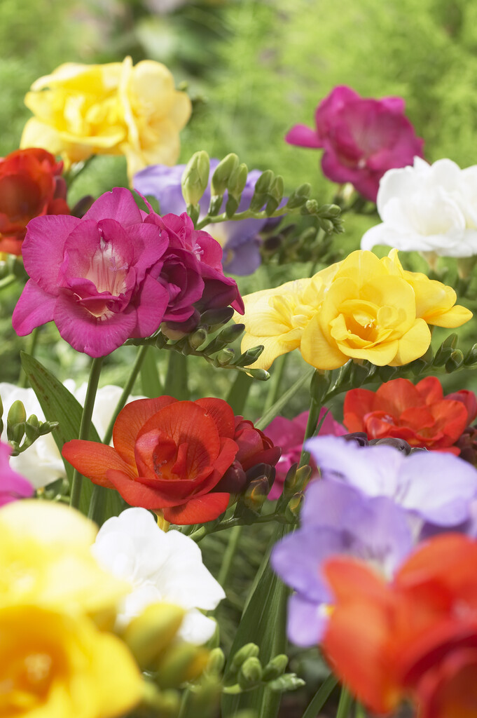 Freesia Freesia Double Mixed 8/9