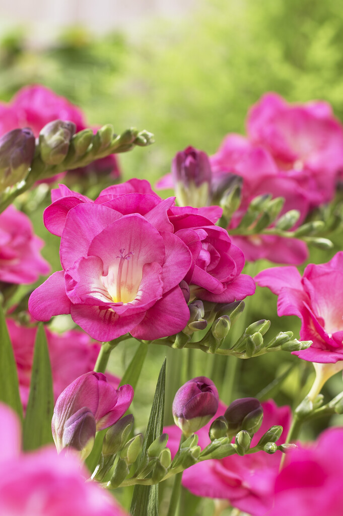 Freesia Double Pink 5/6