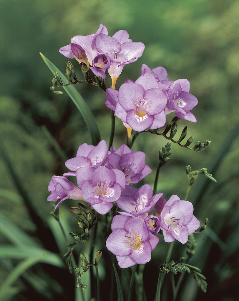 Freesia Double Purple 5/6