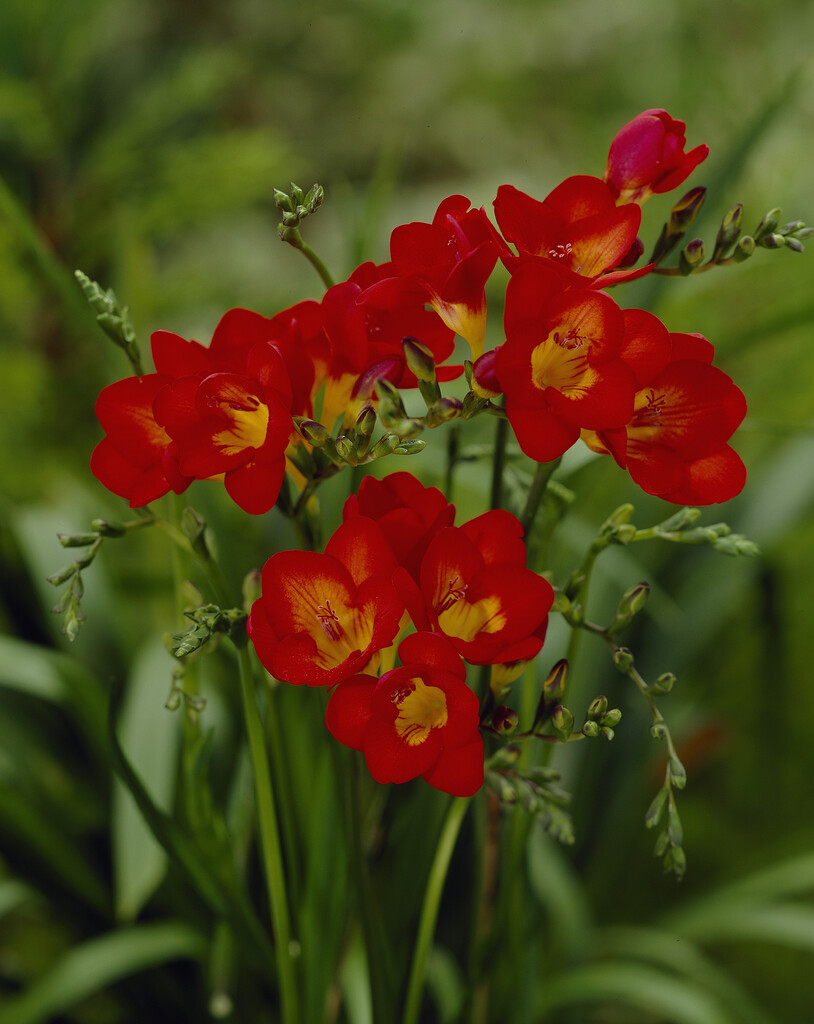 Freesia Double Red 5/6
