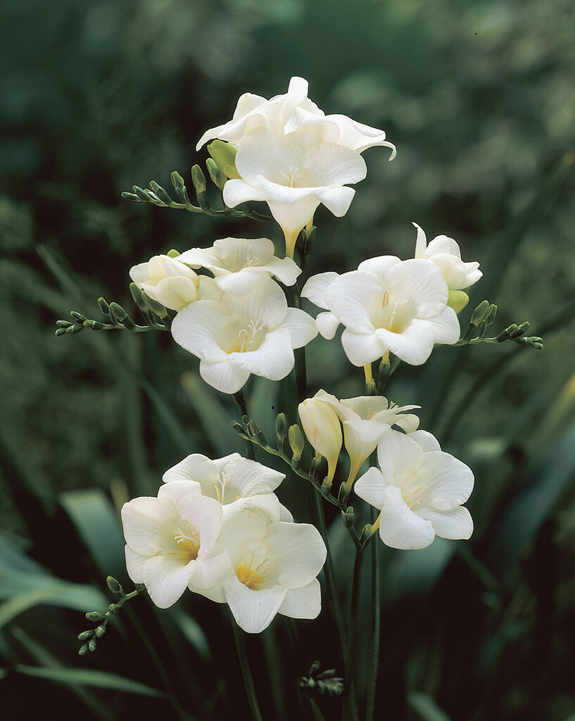 Freesia Double White 5/6