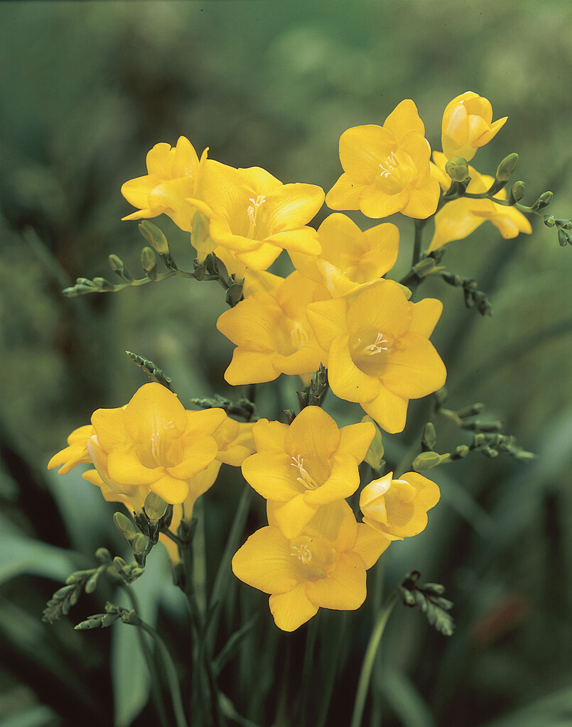 Freesia Double Yellow 5/6