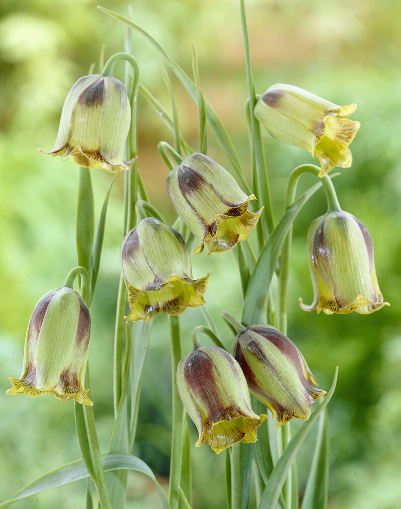 Fritillaria Acmopetala 8/10