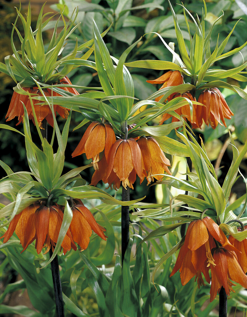 Fritillaria Aurora 24/28
