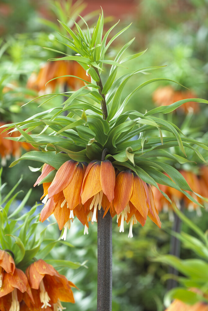 Fritillaria Garland Star  24/26