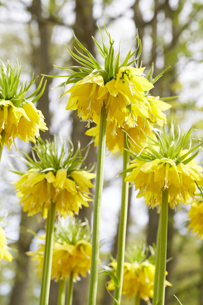 Fritillaria Lutea 24/28