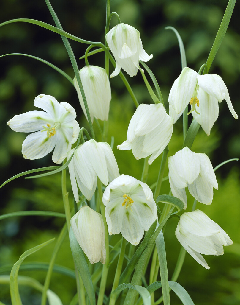 Fritillaria Meleagris Alba 6/7