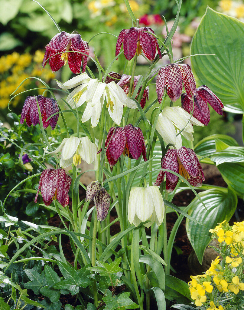 Fritillaria Meleagris Mixed 7/+