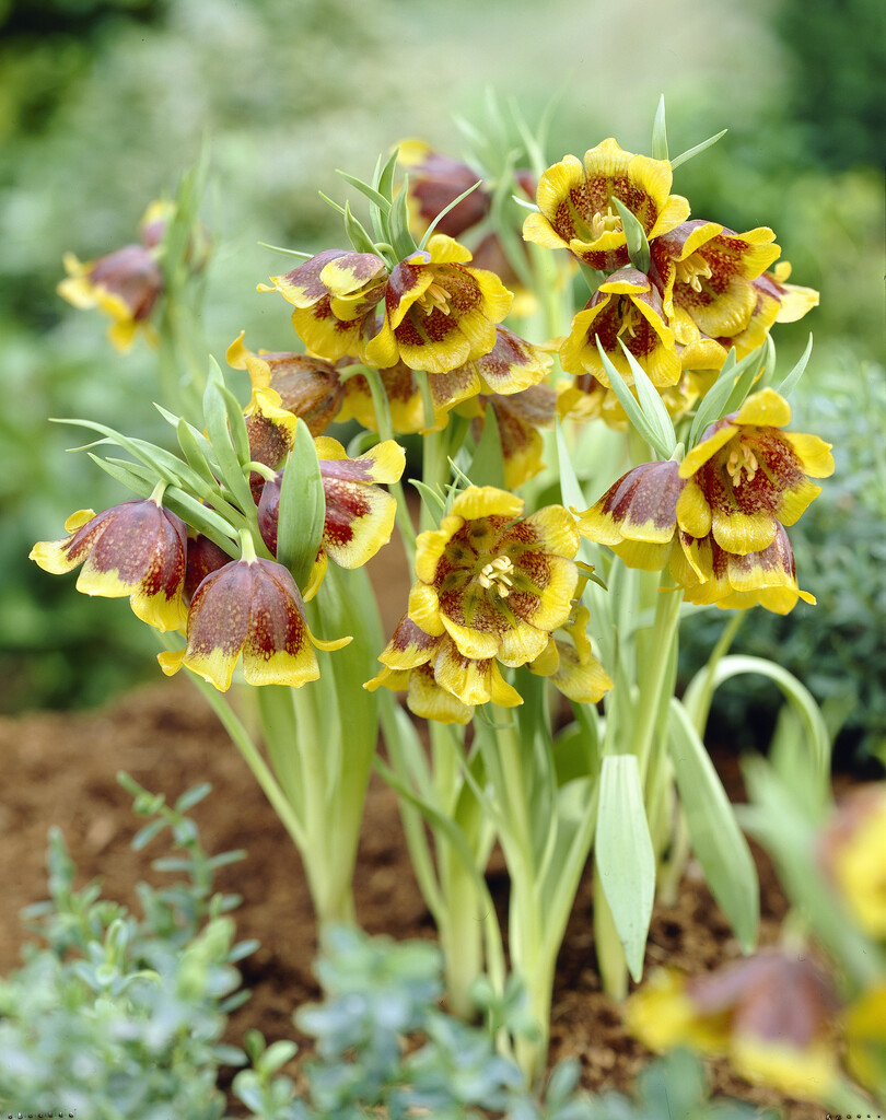 Fritillaria Michailovskyi 5/6