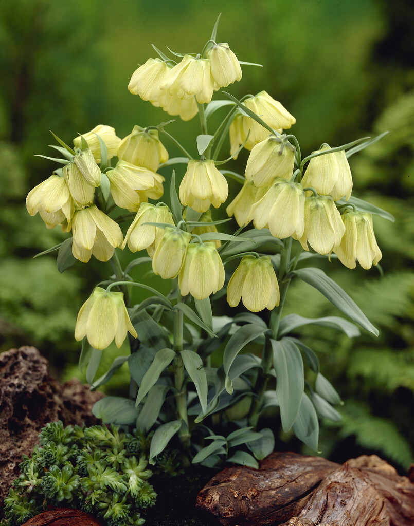 Fritillaria Pallidiflora 10/12