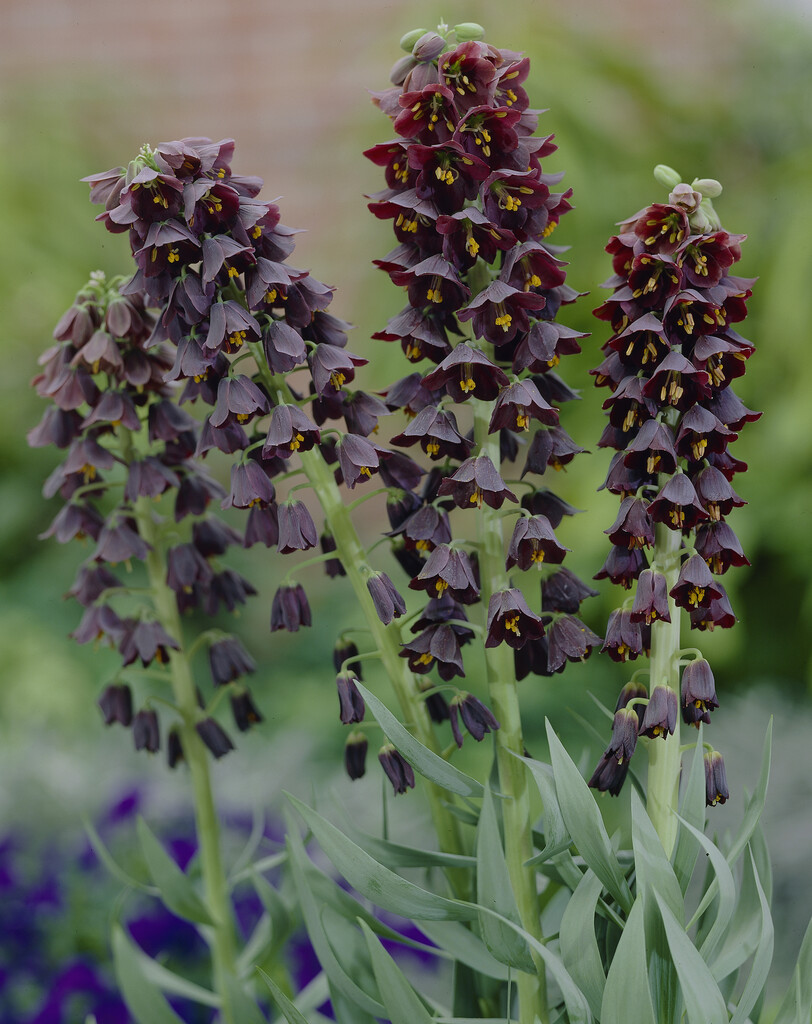 Fritillaria Persica 24/+
