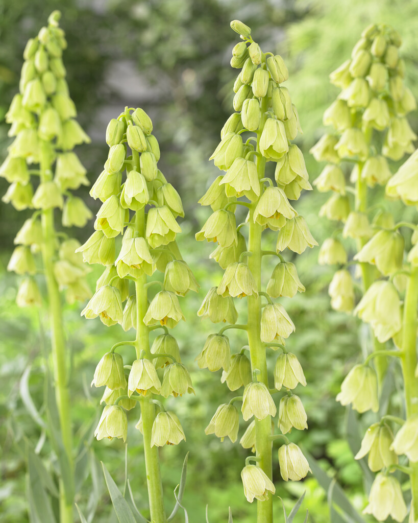 Fritillaria Persica Alba 20/22