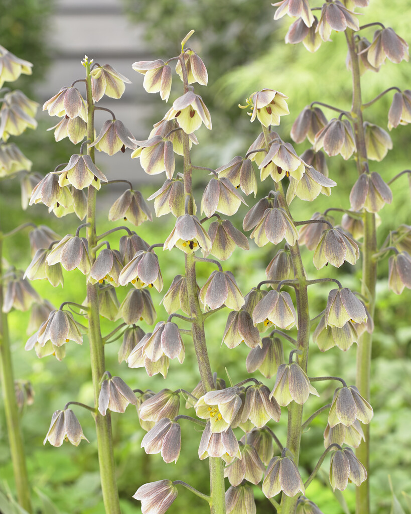 Fritillaria Persica Green Dreams 24/26