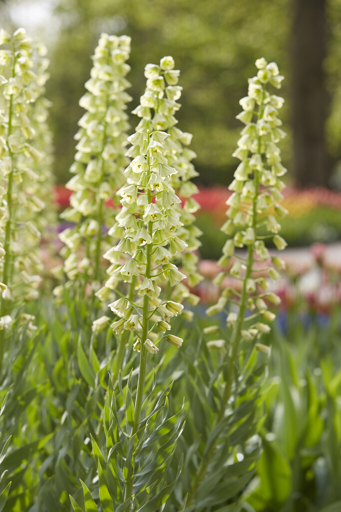 Fritillaria Persica Ivory Bells 20/22