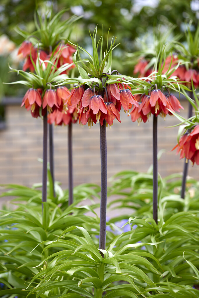 Fritillaria Rubra 28/+