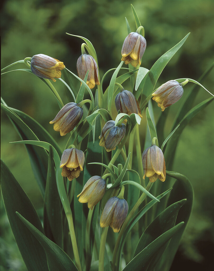 Fritillaria Uva Vulpis 10/+