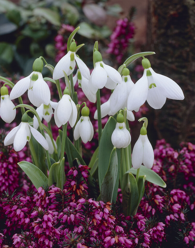 Galanthus Elwesii 6/7