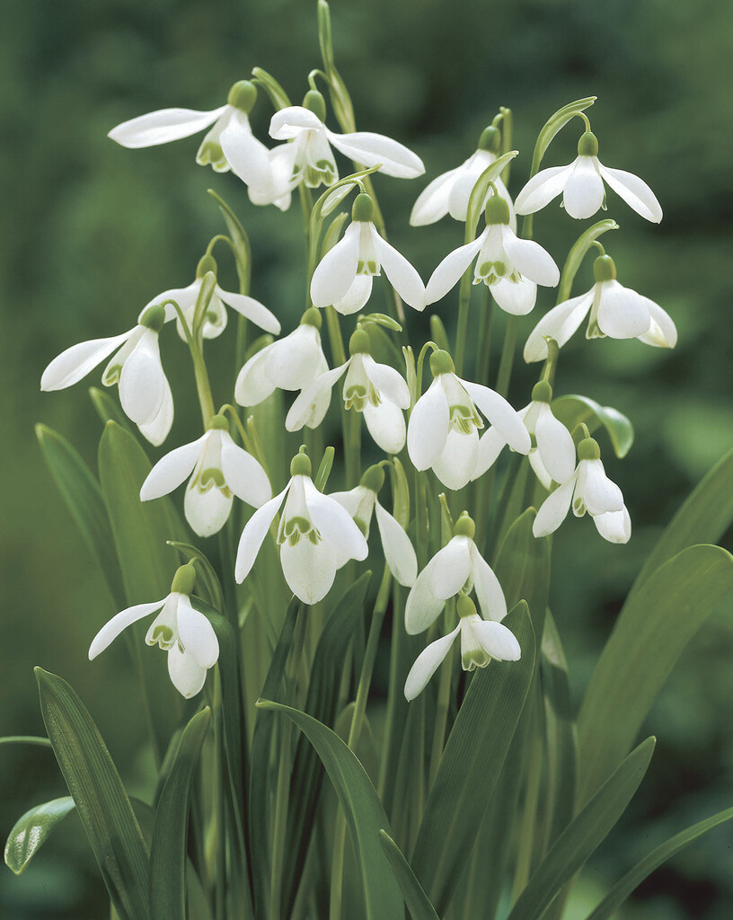 Galanthus Ikariae 6/7