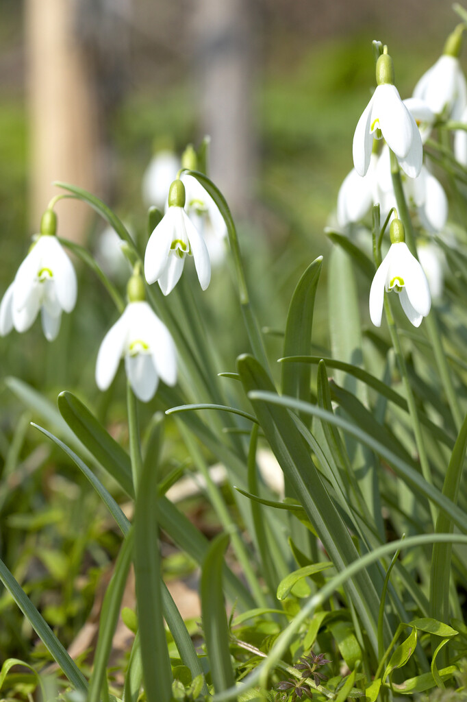 Galanthus Nivalis 5/6