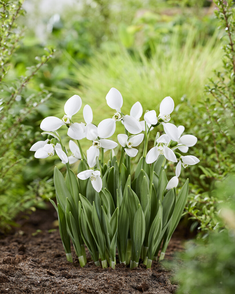 Galanthus Polar Bear 8/10