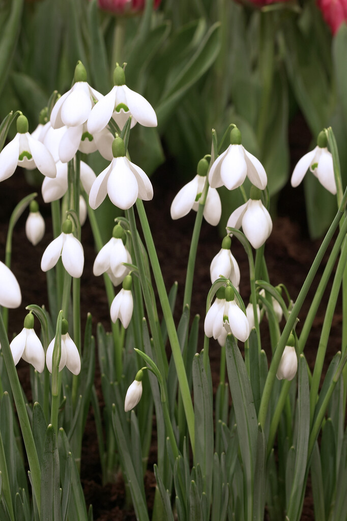 Galanthus S Arnott 6/7