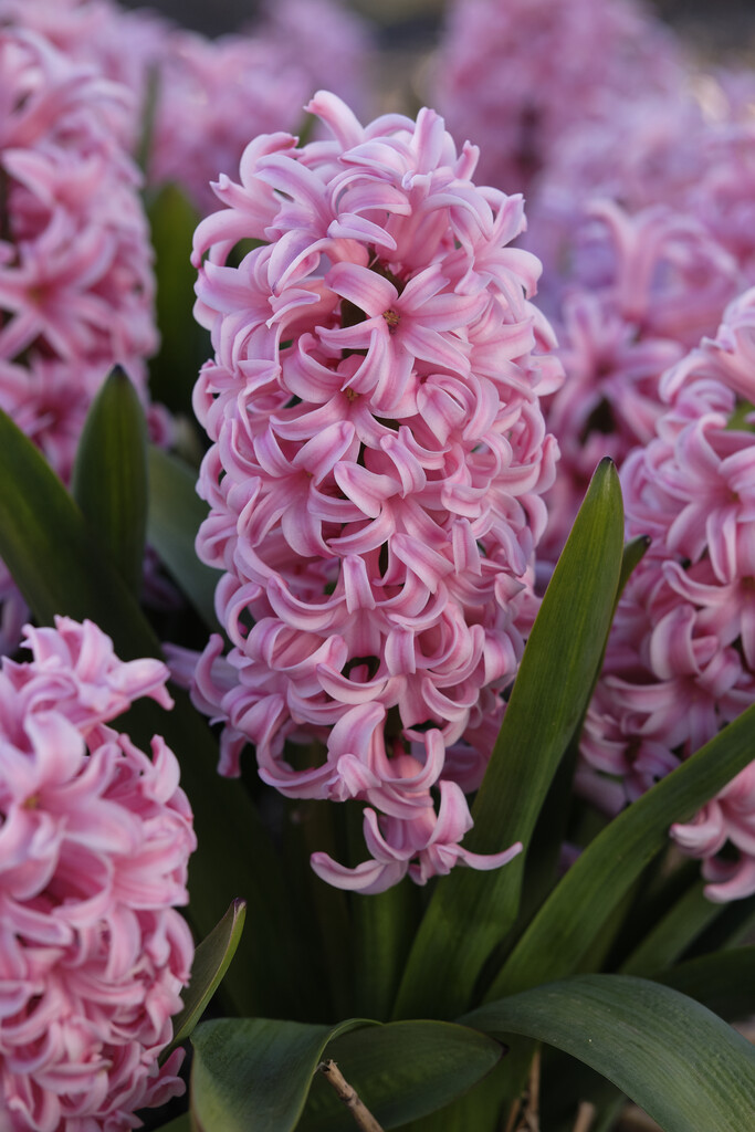 Hyacint Anne Marie 15/16