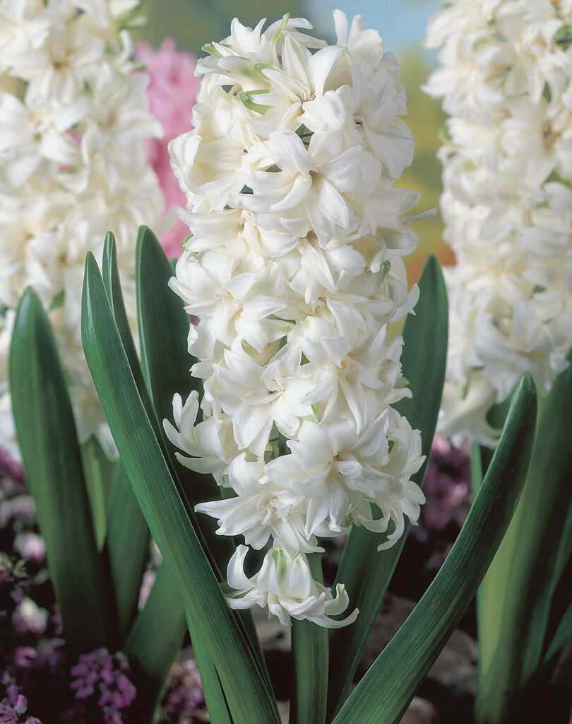 Hyacint Ben Nevis  15/16