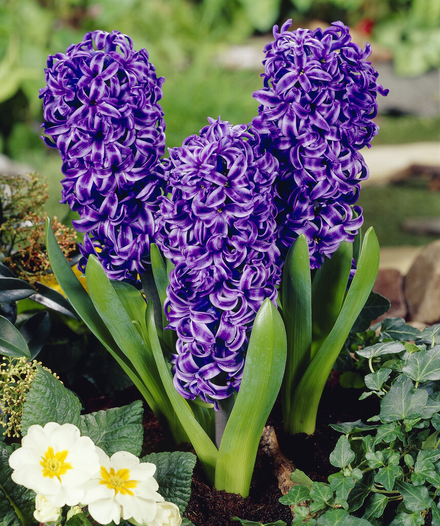 Hyacint Blue Pearl 15/16