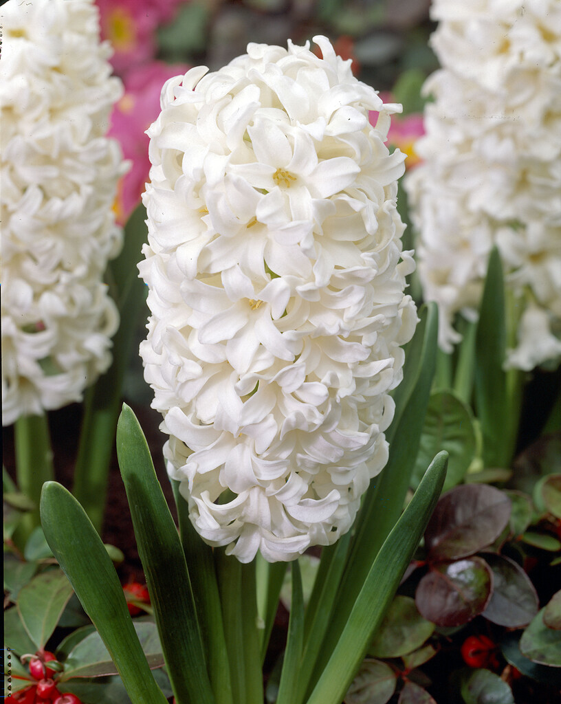 Hyacint Carnegie 15/16