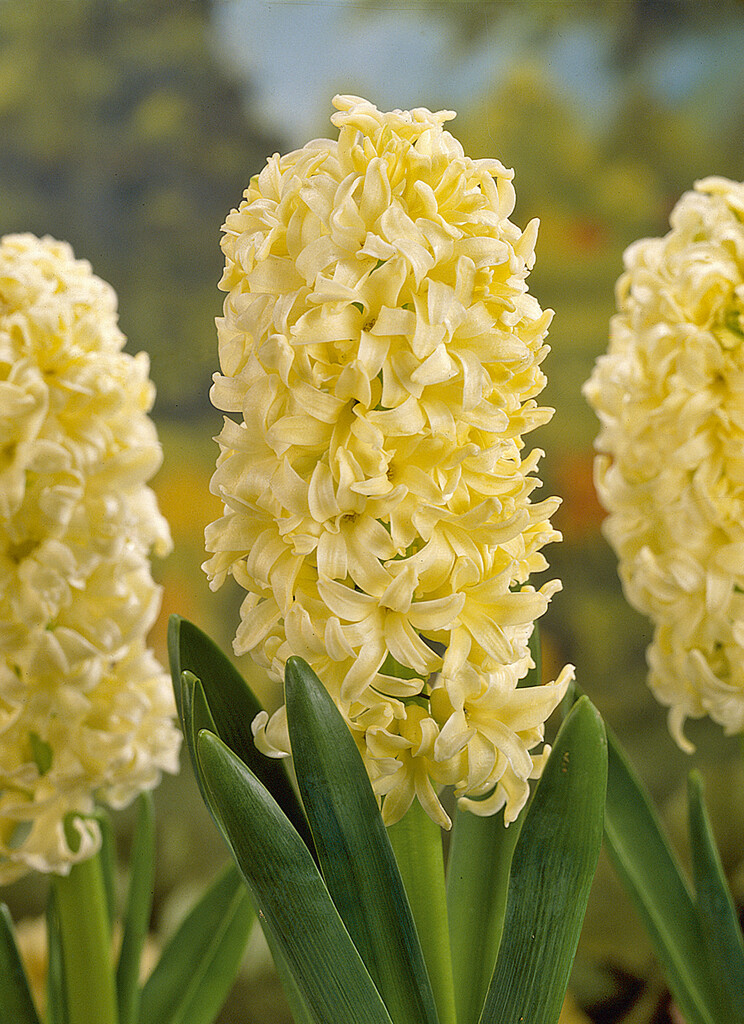 Hyacint City of Haarlem 15/16