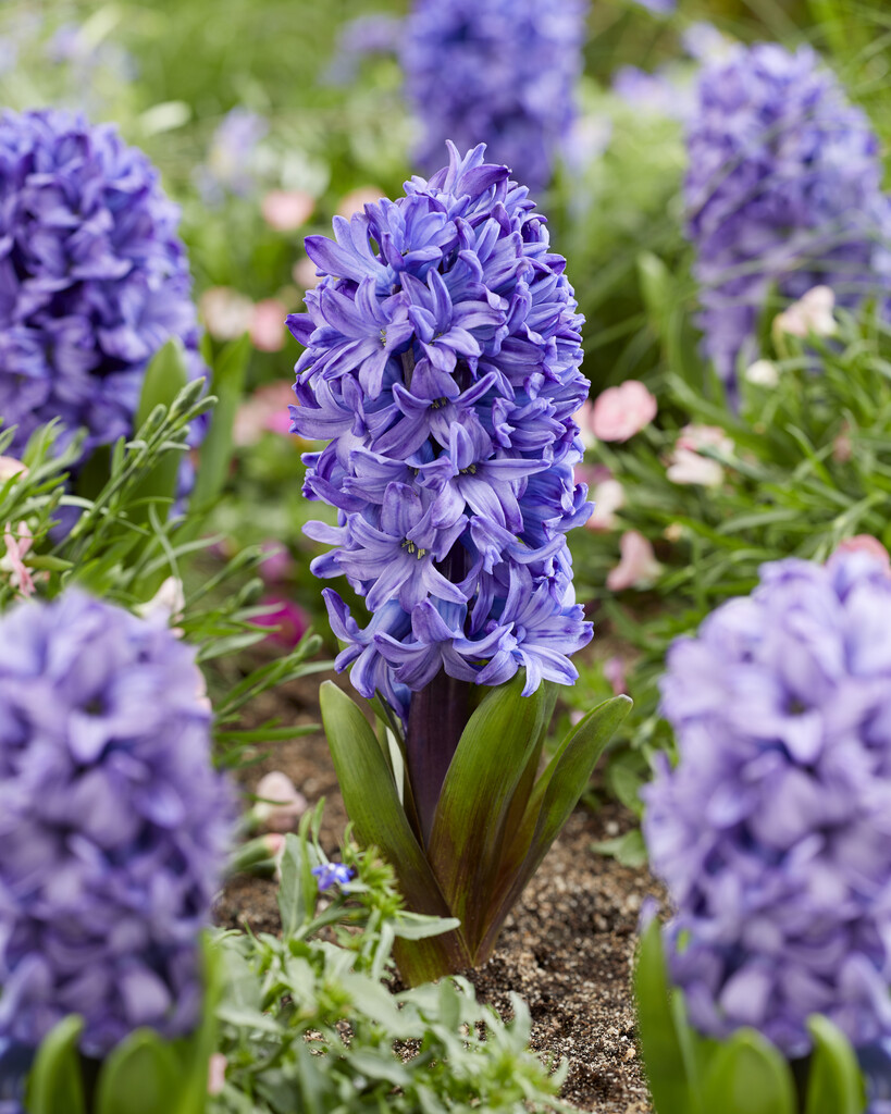 Hyacint Delft Blue 15/16