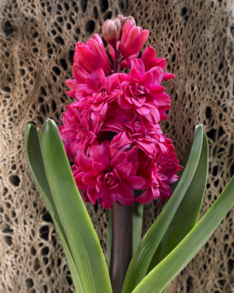 Hyacint Hollyhock  15/16