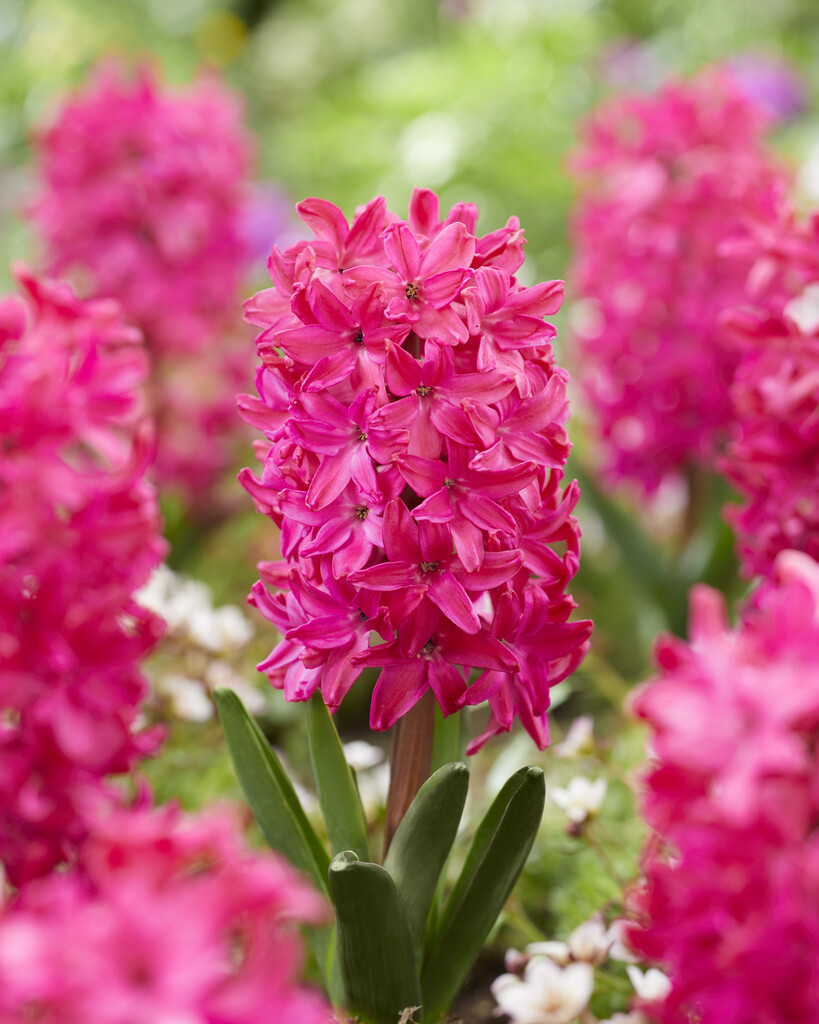 Hyacint Jan Bos 15/16