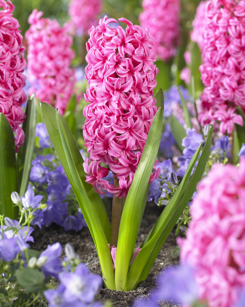 Hyacint Johanna 15/16