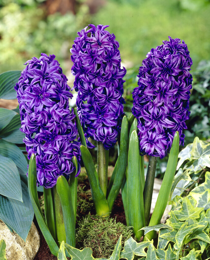 Hyacint King Codro  15/16