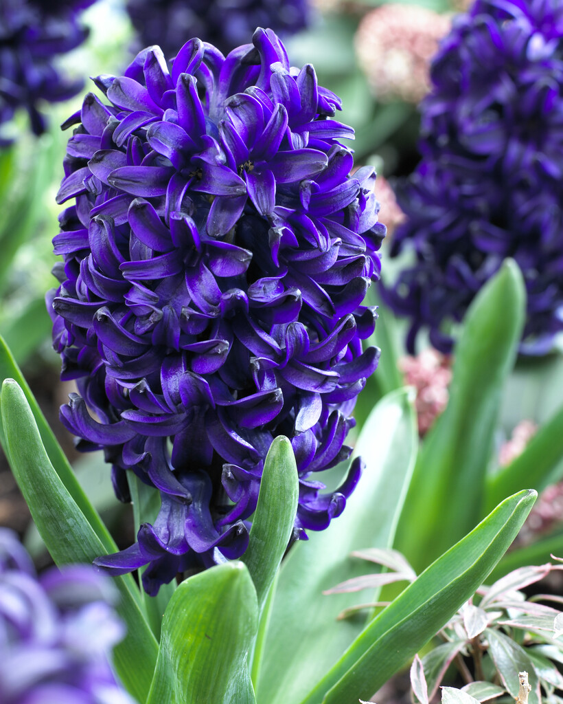 Hyacint Pacific Oceean 15/16