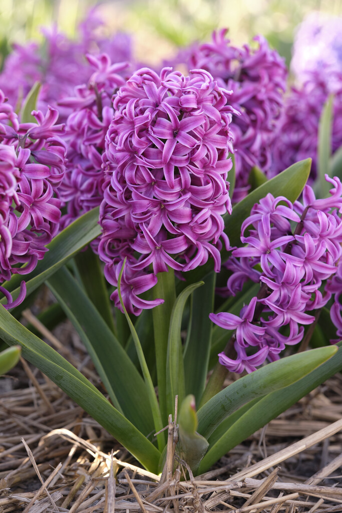 Hyacint Purple Sensation 15/16