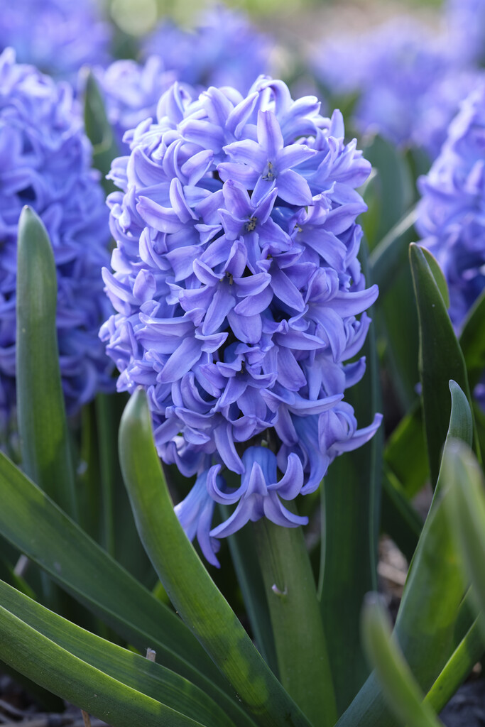 Hyacint Sky Jacket 15/16