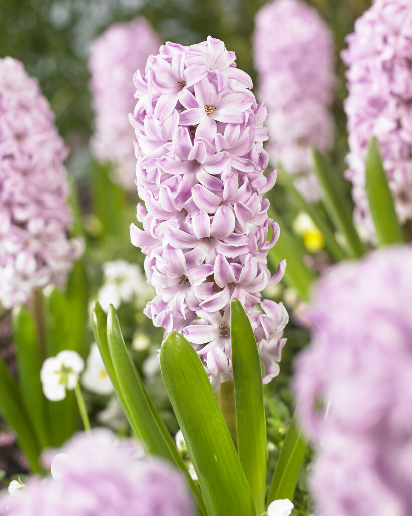 Hyacint Splendid Cornelia 15/16