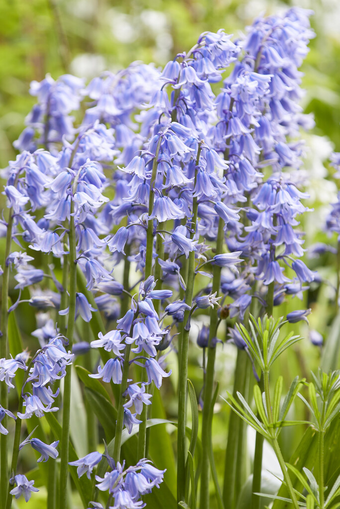 Hyacinthoides Hispanica Blue 10/+