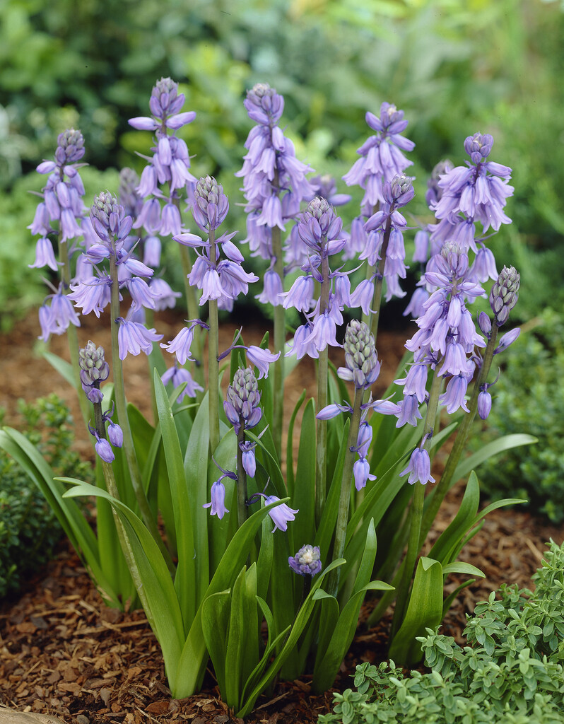 Hyacinthoides Non Scripta Blue 8/+