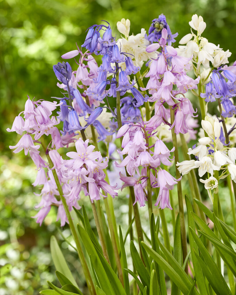 Hyacinthoides Hispanica Mixed 10/+