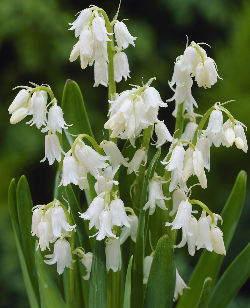 Hyacinthoides Hispanica White 10/+