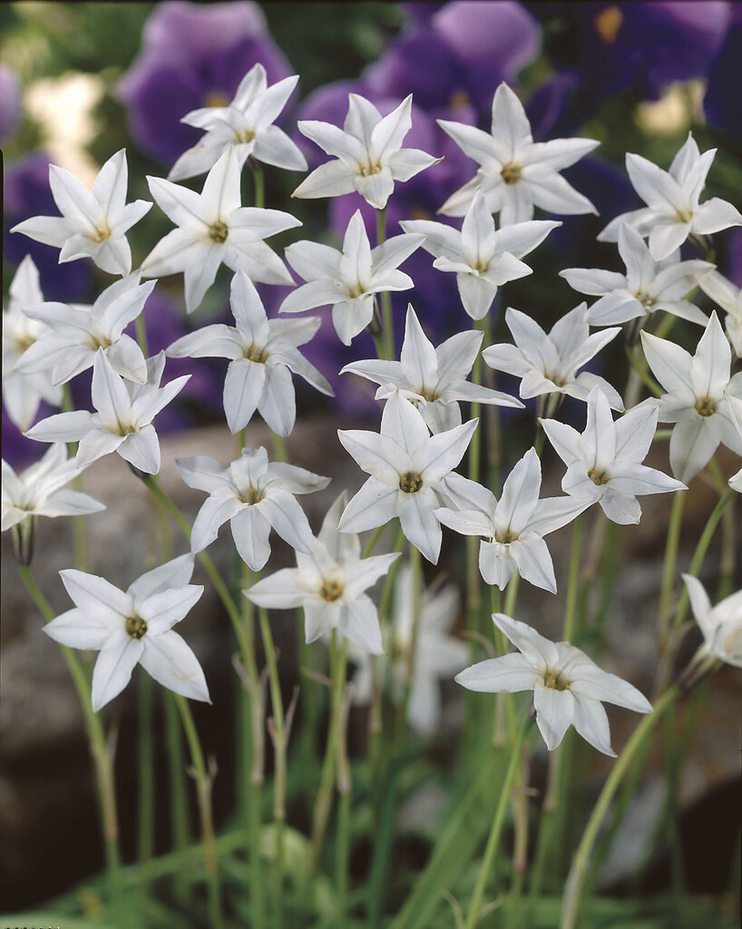 Ipheion White Star 4/5