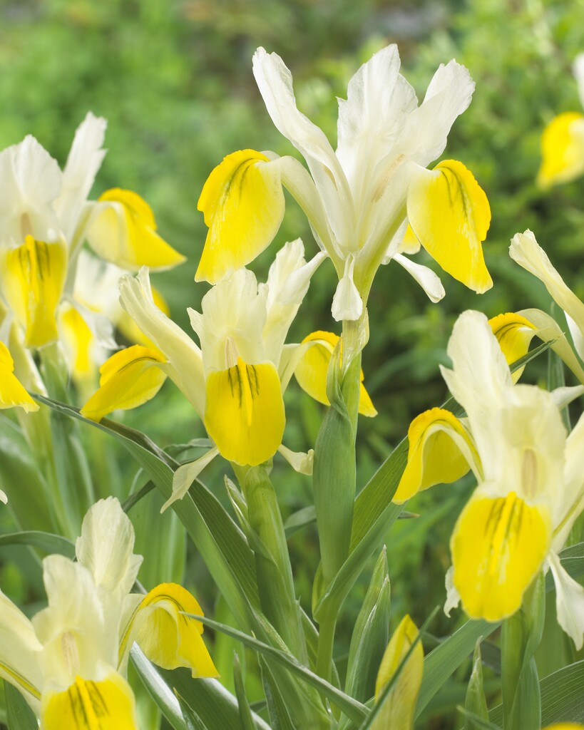 Iris Bucharica I