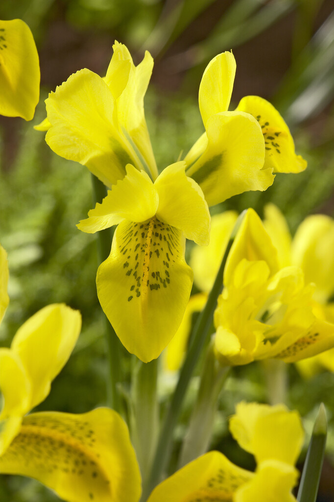 Iris Danfordiae 5/6