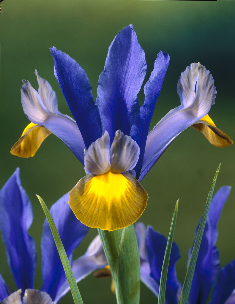 Iris Frans Hals 10/+