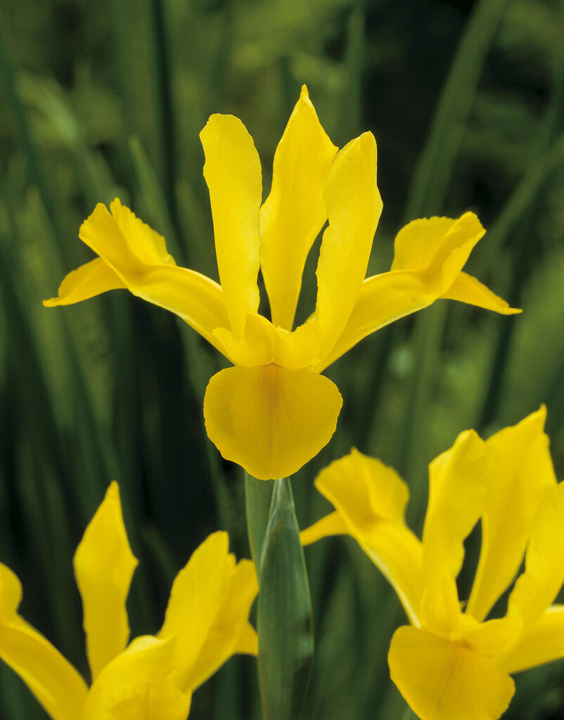 Iris Golden Harvest 10/+