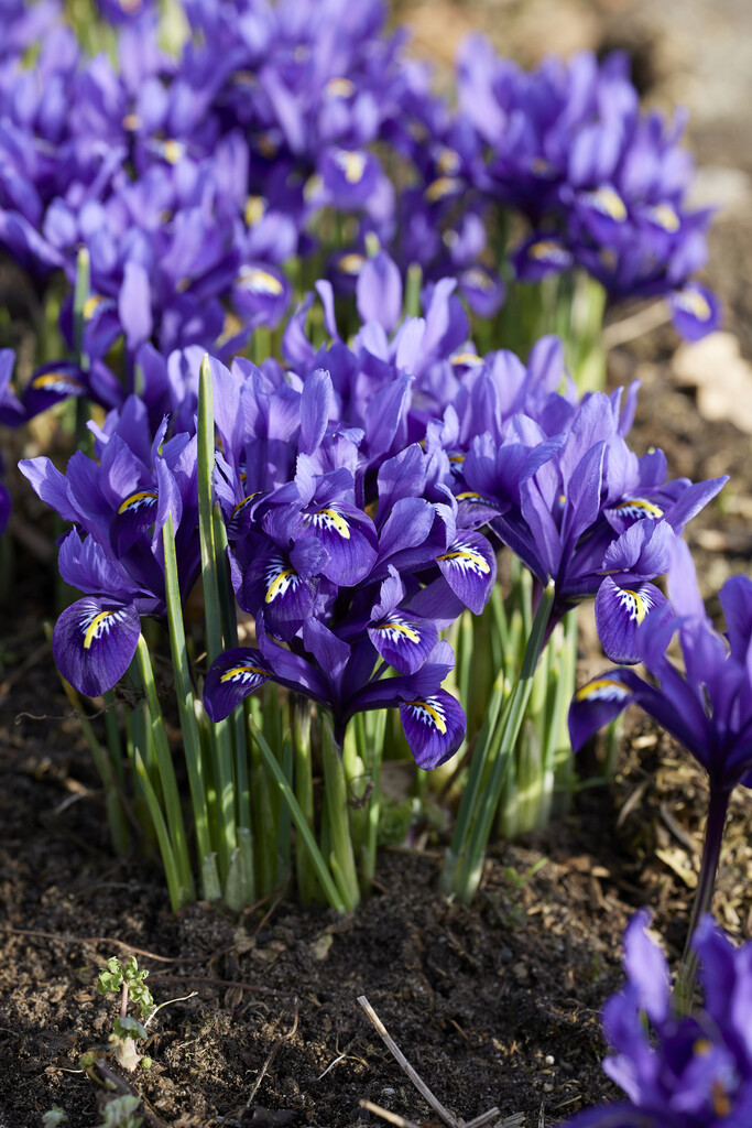 Iris Harmony 5/6