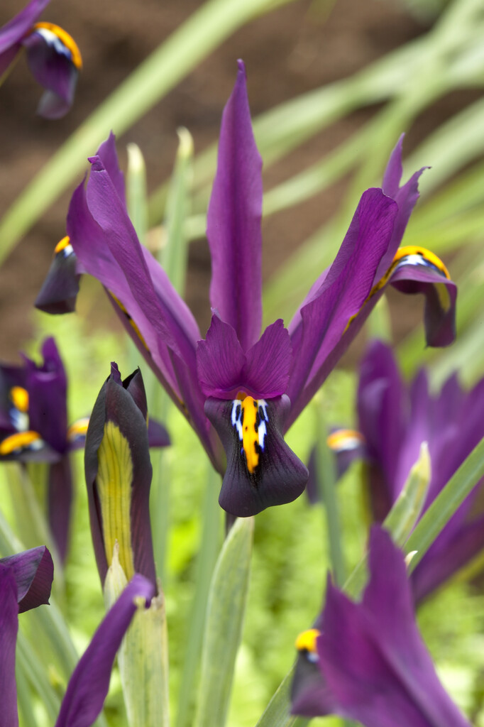 Iris J.S. Dijt 5/6